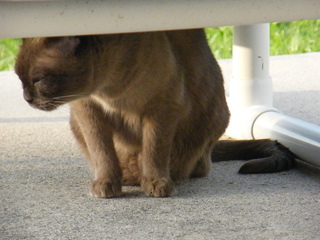 Filename=DSCF6956.JPG
Filesize=3017KiB
Dimensions=3264x2448
Date added=Sep 28, 2019 DSCF6956.JPG