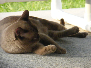 Filename=DSCF6957.JPG
Filesize=3244KiB
Dimensions=3264x2448
Date added=Sep 28, 2019 DSCF6957.JPG