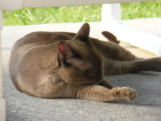 Filename=DSCF6958.JPG
Filesize=2849KiB
Dimensions=3264x2448
Date added=Sep 28, 2019 DSCF6958.JPG