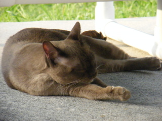 Filename=DSCF6960.JPG
Filesize=2876KiB
Dimensions=3264x2448
Date added=Sep 28, 2019 DSCF6960.JPG