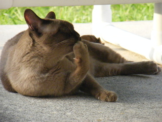 Filename=DSCF6961.JPG
Filesize=2886KiB
Dimensions=3264x2448
Date added=Sep 28, 2019 DSCF6961.JPG