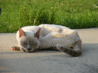 Filename=DSCF6963.JPG
Filesize=3594KiB
Dimensions=3264x2448
Date added=Sep 28, 2019 DSCF6963.JPG