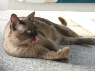 Filename=DSCF6964.JPG
Filesize=3225KiB
Dimensions=3264x2448
Date added=Sep 28, 2019 DSCF6964.JPG