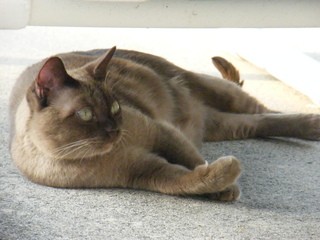 Filename=DSCF6966.JPG
Filesize=2741KiB
Dimensions=3264x2448
Date added=Sep 28, 2019 DSCF6966.JPG