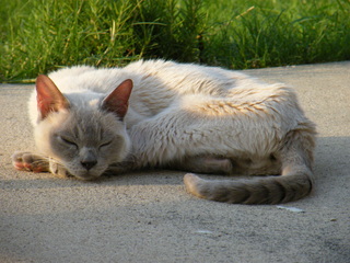 Filename=DSCF6968.JPG
Filesize=3486KiB
Dimensions=3264x2448
Date added=Sep 28, 2019 DSCF6968.JPG