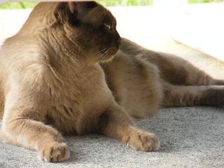 Filename=DSCF6970.JPG
Filesize=2742KiB
Dimensions=3264x2448
Date added=Sep 28, 2019 DSCF6970.JPG