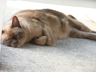 Filename=DSCF6973.JPG
Filesize=2745KiB
Dimensions=3264x2448
Date added=Sep 28, 2019 DSCF6973.JPG