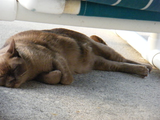 Filename=DSCF6978.JPG
Filesize=3032KiB
Dimensions=3264x2448
Date added=Sep 28, 2019 DSCF6978.JPG