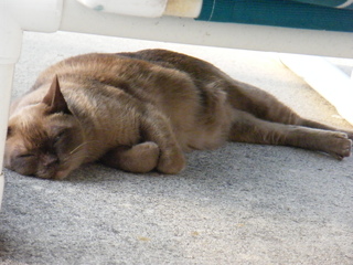 Filename=DSCF6979.JPG
Filesize=3082KiB
Dimensions=3264x2448
Date added=Sep 28, 2019 DSCF6979.JPG