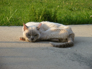 Filename=DSCF6980.JPG
Filesize=3208KiB
Dimensions=3264x2448
Date added=Sep 28, 2019 DSCF6980.JPG