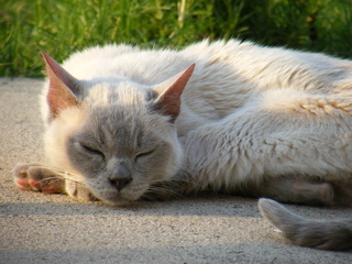 Filename=DSCF6981.JPG
Filesize=3628KiB
Dimensions=3264x2448
Date added=Sep 28, 2019 DSCF6981.JPG