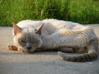 Filename=DSCF6982.JPG
Filesize=3624KiB
Dimensions=3264x2448
Date added=Sep 28, 2019 DSCF6982.JPG