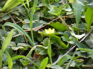 Filename=DSCF6984.JPG
Filesize=3148KiB
Dimensions=3264x2448
Date added=Sep 28, 2019 DSCF6984.JPG