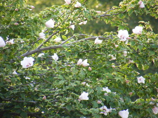 Filename=DSCF6985.JPG
Filesize=3279KiB
Dimensions=3264x2448
Date added=Sep 28, 2019 DSCF6985.JPG