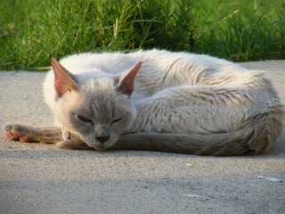 Filename=DSCF6988.JPG
Filesize=3551KiB
Dimensions=3264x2448
Date added=Sep 28, 2019 DSCF6988.JPG