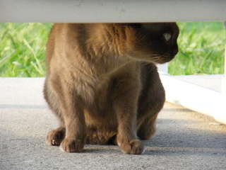 Filename=DSCF6991.JPG
Filesize=2949KiB
Dimensions=3264x2448
Date added=Sep 28, 2019 DSCF6991.JPG