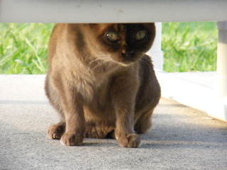 Filename=DSCF6993.JPG
Filesize=2912KiB
Dimensions=3264x2448
Date added=Sep 28, 2019 DSCF6993.JPG