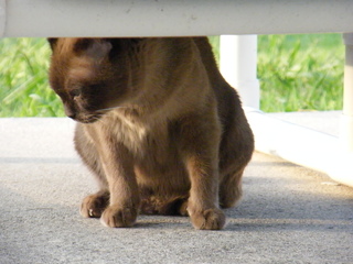 Filename=DSCF6994.JPG
Filesize=2892KiB
Dimensions=3264x2448
Date added=Sep 28, 2019 DSCF6994.JPG