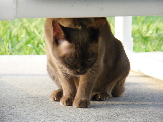 Filename=DSCF6995.JPG
Filesize=3285KiB
Dimensions=3264x2448
Date added=Sep 28, 2019 DSCF6995.JPG