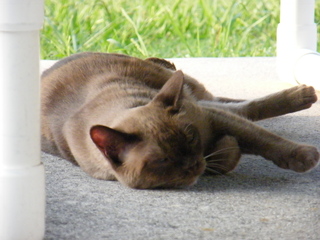 Filename=DSCF6996.JPG
Filesize=3240KiB
Dimensions=3264x2448
Date added=Sep 28, 2019 DSCF6996.JPG