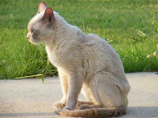 Filename=DSCF7002.JPG
Filesize=3423KiB
Dimensions=3264x2448
Date added=Sep 28, 2019 DSCF7002.JPG