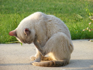 Filename=DSCF7003.JPG
Filesize=3433KiB
Dimensions=3264x2448
Date added=Sep 28, 2019 DSCF7003.JPG