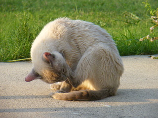 Filename=DSCF7004.JPG
Filesize=3551KiB
Dimensions=3264x2448
Date added=Sep 28, 2019 DSCF7004.JPG