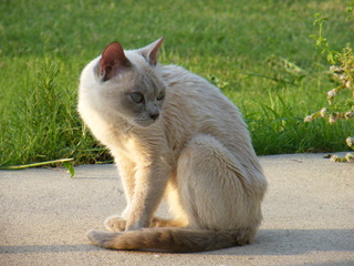 Filename=DSCF7005.JPG
Filesize=3489KiB
Dimensions=3264x2448
Date added=Sep 28, 2019 DSCF7005.JPG