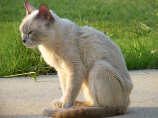 Filename=DSCF7006.JPG
Filesize=3376KiB
Dimensions=3264x2448
Date added=Sep 28, 2019 DSCF7006.JPG