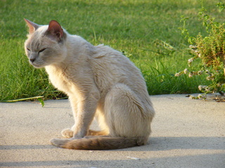 Filename=DSCF7008.JPG
Filesize=3612KiB
Dimensions=3264x2448
Date added=Sep 28, 2019 DSCF7008.JPG