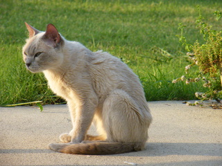 Filename=DSCF7009.JPG
Filesize=3605KiB
Dimensions=3264x2448
Date added=Sep 28, 2019 DSCF7009.JPG