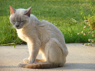 Filename=DSCF7013.JPG
Filesize=3519KiB
Dimensions=3264x2448
Date added=Sep 28, 2019 DSCF7013.JPG