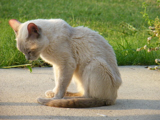 Filename=DSCF7014.JPG
Filesize=3545KiB
Dimensions=3264x2448
Date added=Sep 28, 2019 DSCF7014.JPG