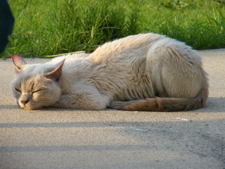 Filename=DSCF7016.JPG
Filesize=3605KiB
Dimensions=3264x2448
Date added=Sep 28, 2019 DSCF7016.JPG