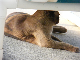 Filename=DSCF7019.JPG
Filesize=3133KiB
Dimensions=3264x2448
Date added=Sep 28, 2019 DSCF7019.JPG