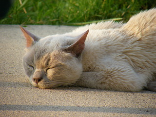 Filename=DSCF7026.JPG
Filesize=3235KiB
Dimensions=3264x2448
Date added=Sep 28, 2019 DSCF7026.JPG