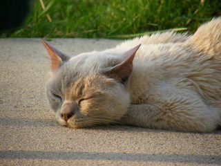 Filename=DSCF7027.JPG
Filesize=3209KiB
Dimensions=3264x2448
Date added=Sep 28, 2019 DSCF7027.JPG