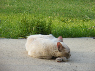 Filename=DSCF7036.JPG
Filesize=3496KiB
Dimensions=3264x2448
Date added=Sep 28, 2019 DSCF7036.JPG