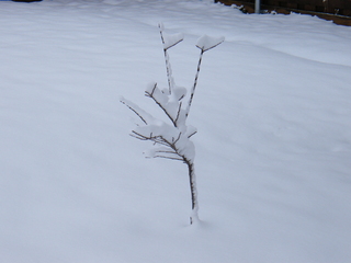 Filename=DSCF9894.JPG
Filesize=3459KiB
Dimensions=3264x2448
Date added=Sep 28, 2019 DSCF9894.JPG