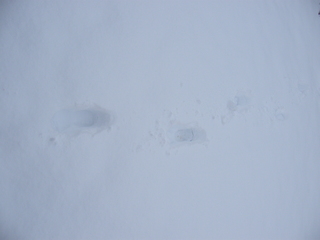 Filename=DSCF9898.JPG
Filesize=3364KiB
Dimensions=3264x2448
Date added=Sep 28, 2019 DSCF9898.JPG