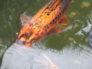 Filename=DSCN3141.JPG
Filesize=5691KiB
Dimensions=4608x3456
Date added=Sep 25, 2019 DSCN3141.JPG