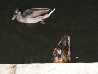 Filename=DSCN3194.JPG
Filesize=5719KiB
Dimensions=4608x3456
Date added=Sep 25, 2019 DSCN3194.JPG