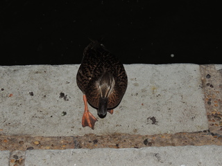 Filename=DSCN3195.JPG
Filesize=6095KiB
Dimensions=4608x3456
Date added=Sep 25, 2019 DSCN3195.JPG