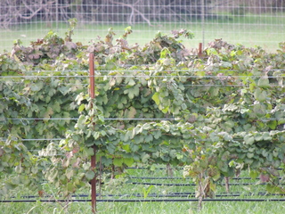 Filename=DSCN3210.JPG
Filesize=6165KiB
Dimensions=4608x3456
Date added=Sep 25, 2019 DSCN3210.JPG