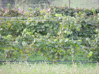 Filename=DSCN3211.JPG
Filesize=6205KiB
Dimensions=4608x3456
Date added=Sep 25, 2019 DSCN3211.JPG