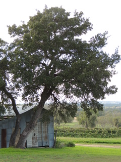 Filename=DSCN3212.JPG
Filesize=6151KiB
Dimensions=3456x4608
Date added=Sep 25, 2019 DSCN3212.JPG