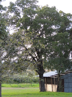 Filename=DSCN3213.JPG
Filesize=5733KiB
Dimensions=3456x4608
Date added=Sep 25, 2019 DSCN3213.JPG