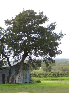 Filename=DSCN3214.JPG
Filesize=6173KiB
Dimensions=3456x4608
Date added=Sep 25, 2019 DSCN3214.JPG