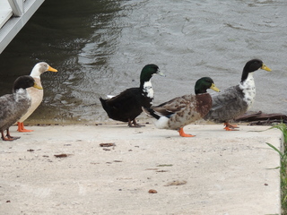 Filename=DSCN3254.JPG
Filesize=6250KiB
Dimensions=4608x3456
Date added=Sep 25, 2019 DSCN3254.JPG