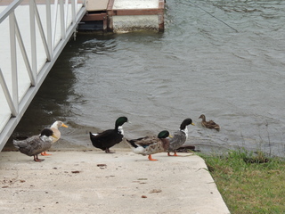 Filename=DSCN3257.JPG
Filesize=6179KiB
Dimensions=4608x3456
Date added=Sep 25, 2019 DSCN3257.JPG